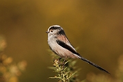 Long-tailed tit